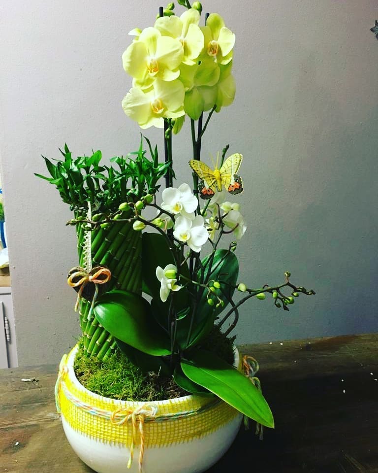 Composition d'orchidées et plantes en coupe